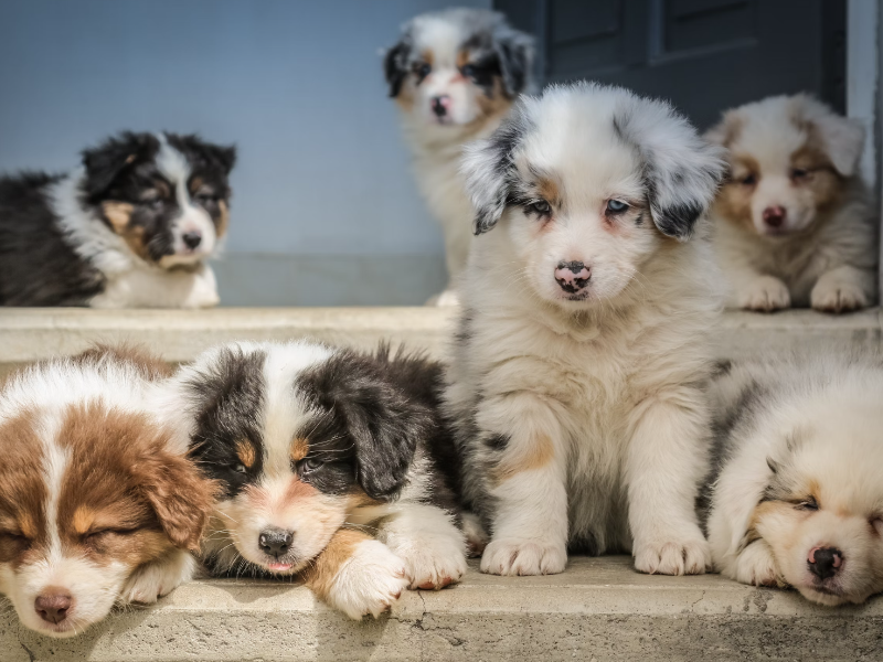 여러마리의 새끼 강아지들