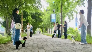 강아지 산책훈련