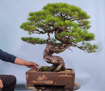 집에서 쉽게 시작하는 분재 취미 이유