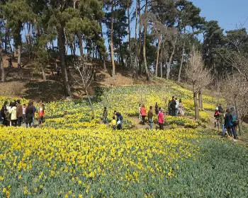 서산 유기방 가옥 수선화 축제_25