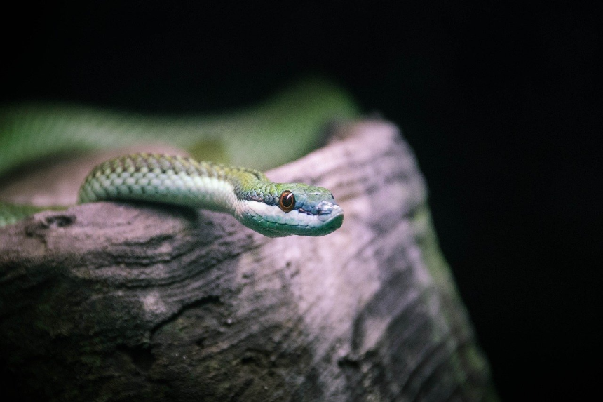 뱀 나오는 꿈 해몽 총정리 - 상황별 의미 & 길몽 vs 흉몽 구분법