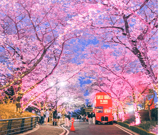 이월드 야간 벚꽃