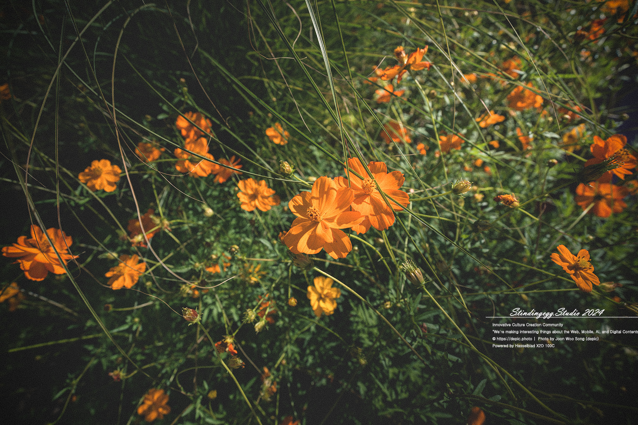 #서울 #식물원 #서울식물원 #꽃