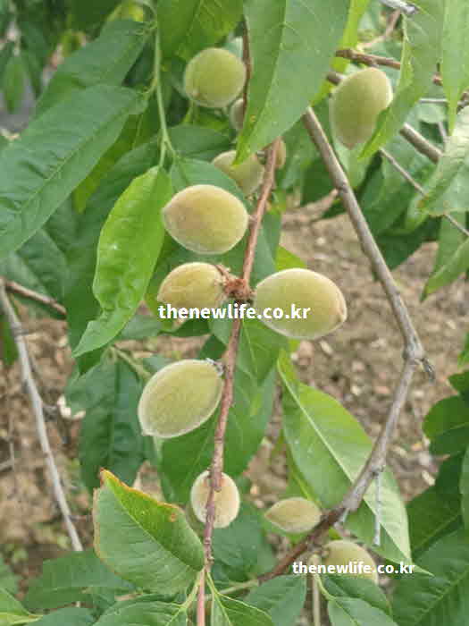 개복숭아 술 담그는법 100일 6개월