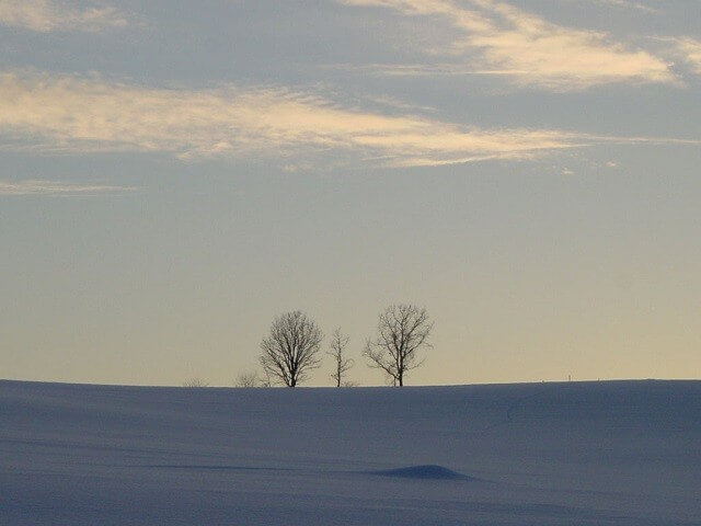 비에이-오야코-나무
