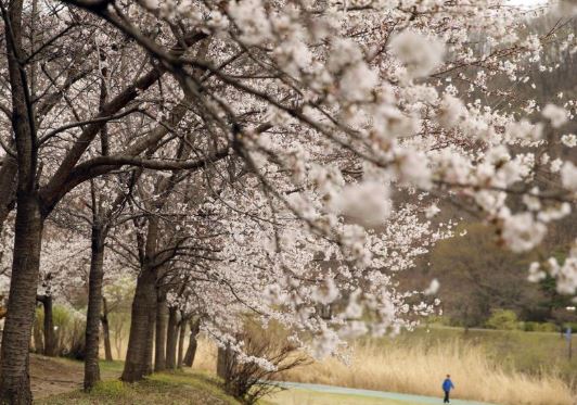 삼척 벚꽃