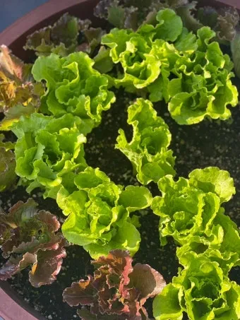 텃밭 상추 키우는 법 파종 간격 수확 연속수확 요령_3