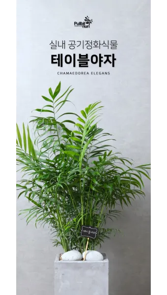 테이블야자 키우기 물주기 실내위치 통풍관리 사무실과 집 모두 적용_13