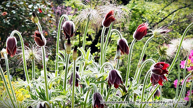 할미꽃, 백두옹(白頭翁) Pulsatilla Koreana