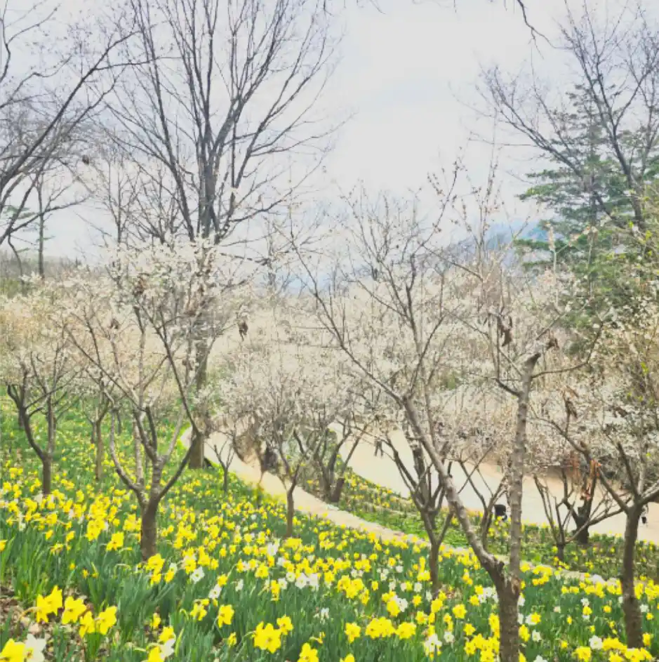 화담숲 모노레일 예약