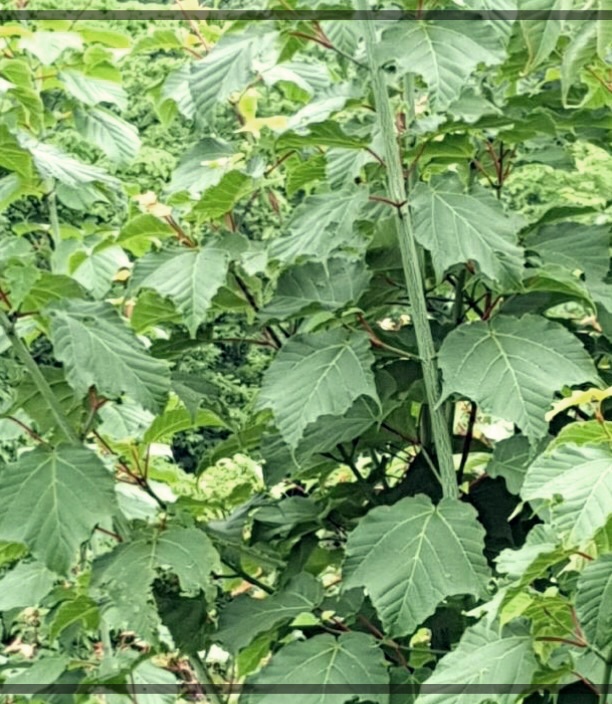 벌나무즙 효능 효과 부작용