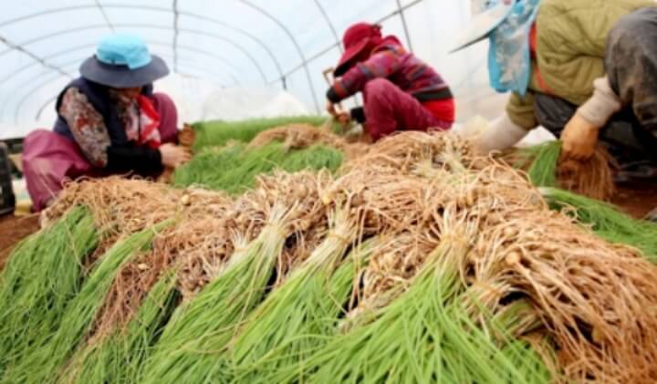 달래를-수확하는-장면