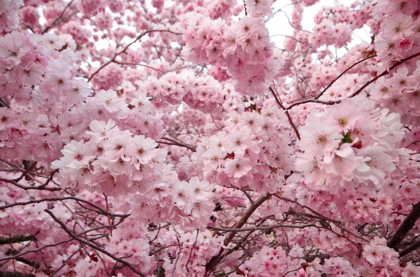 진해군항제 벚꽃축제 일정 및 행사안내