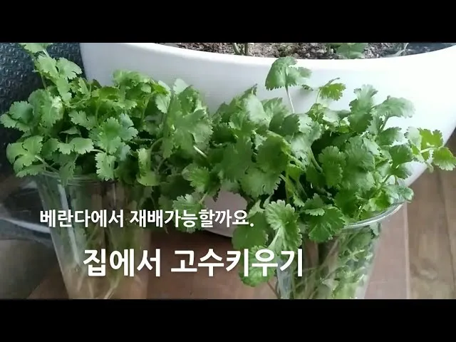고수 재배 허브 키우기 상자 텃밭 통풍 관리_1