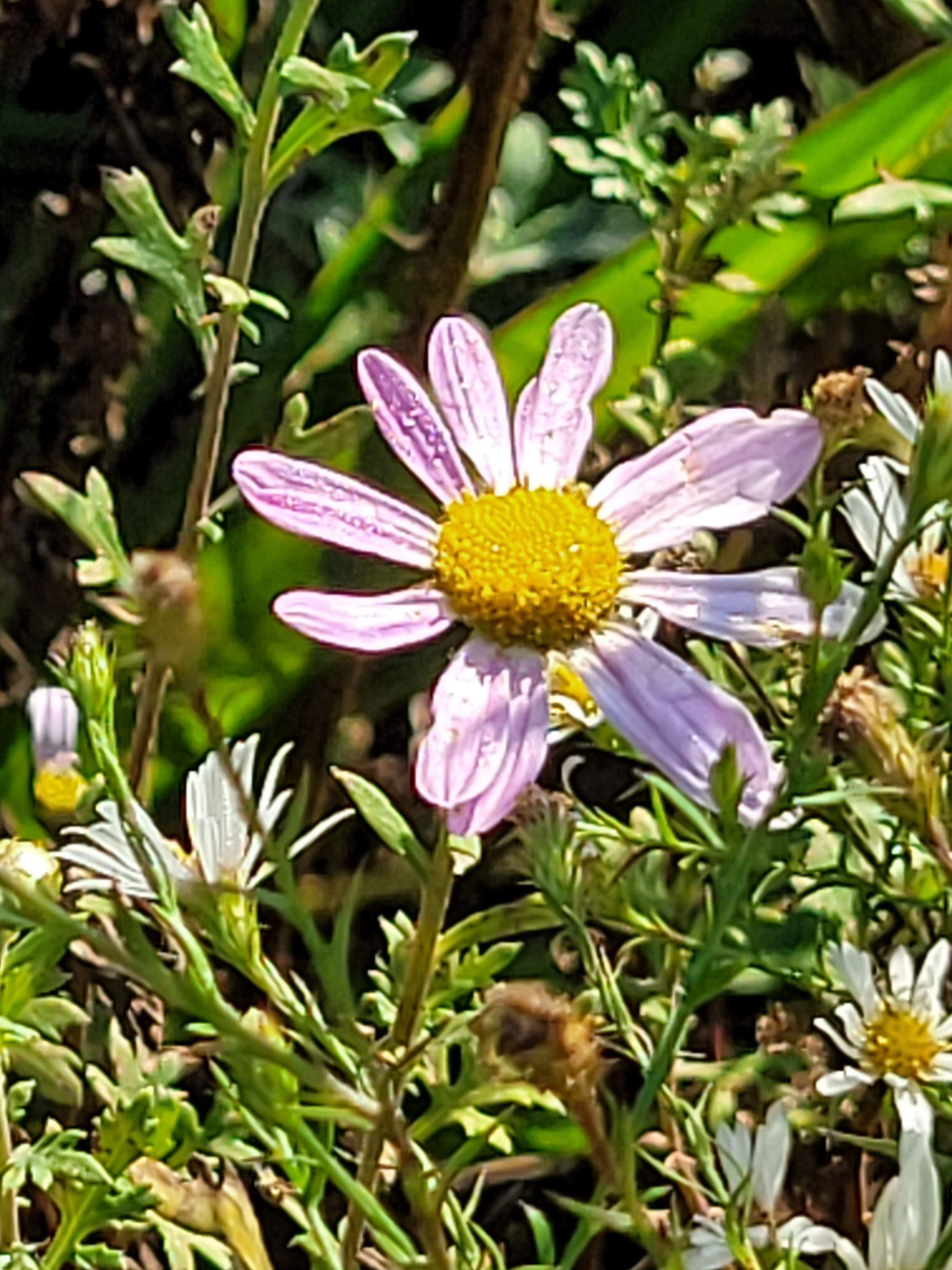 일상 속 꽃 한 송이의 힘