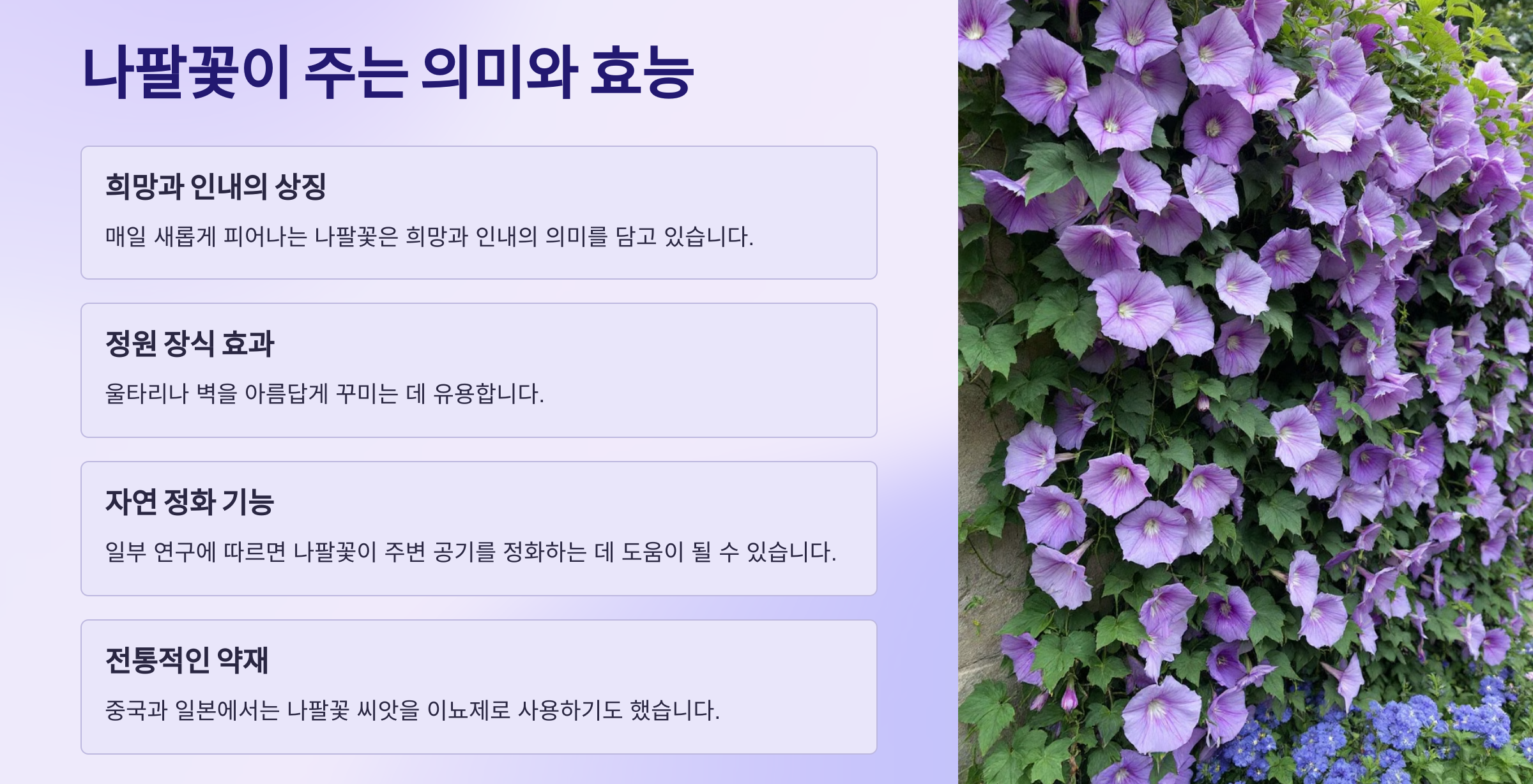 나팔꽃 사진