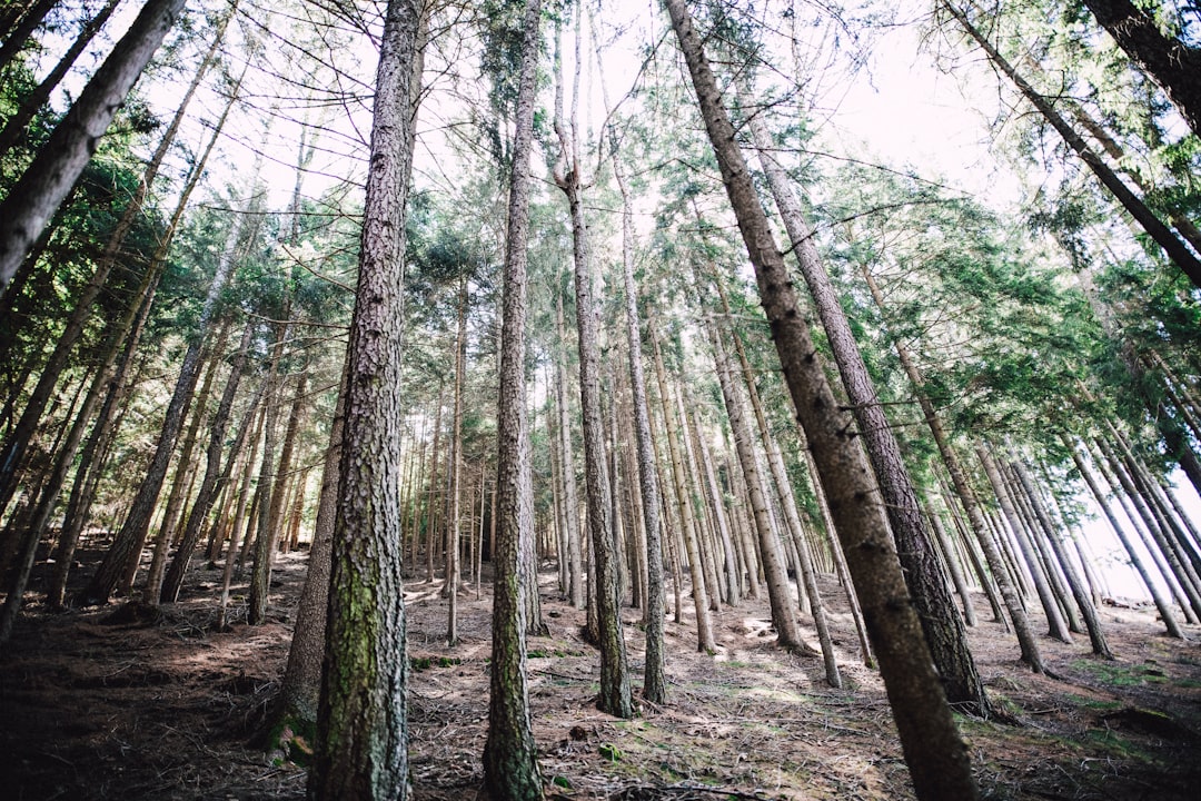 'Forestry'