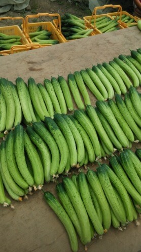 생방송투데이 이 주의 장바구니 진천 오이 구매방법, 보관법, 세척법, 활용법 진천햇살농원