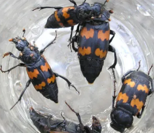 벌레 나오는 꿈