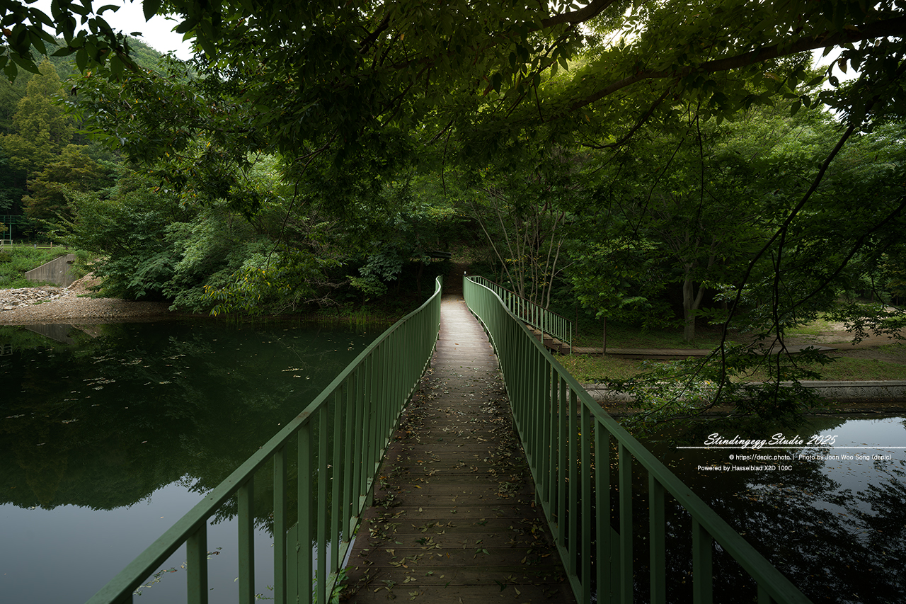 #논산 #벌곡 #온빛자연휴양림 #온빛 #연못 #꽃 #메타쉐콰이어