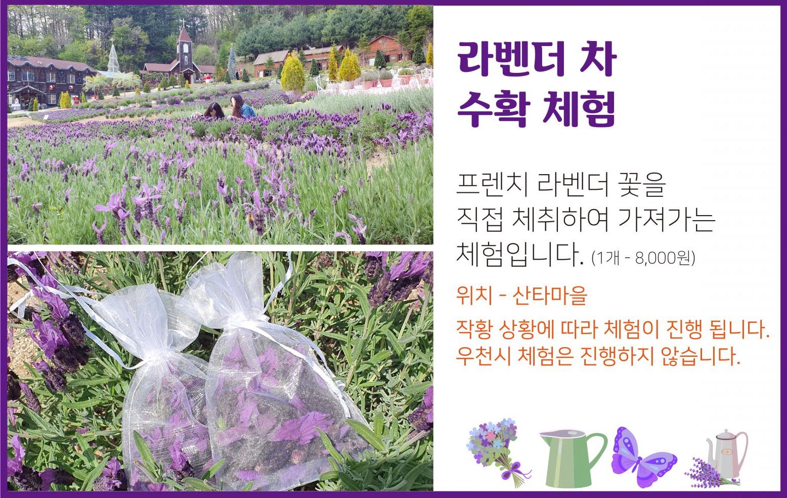 포천 허브아일랜드 라데봄축제