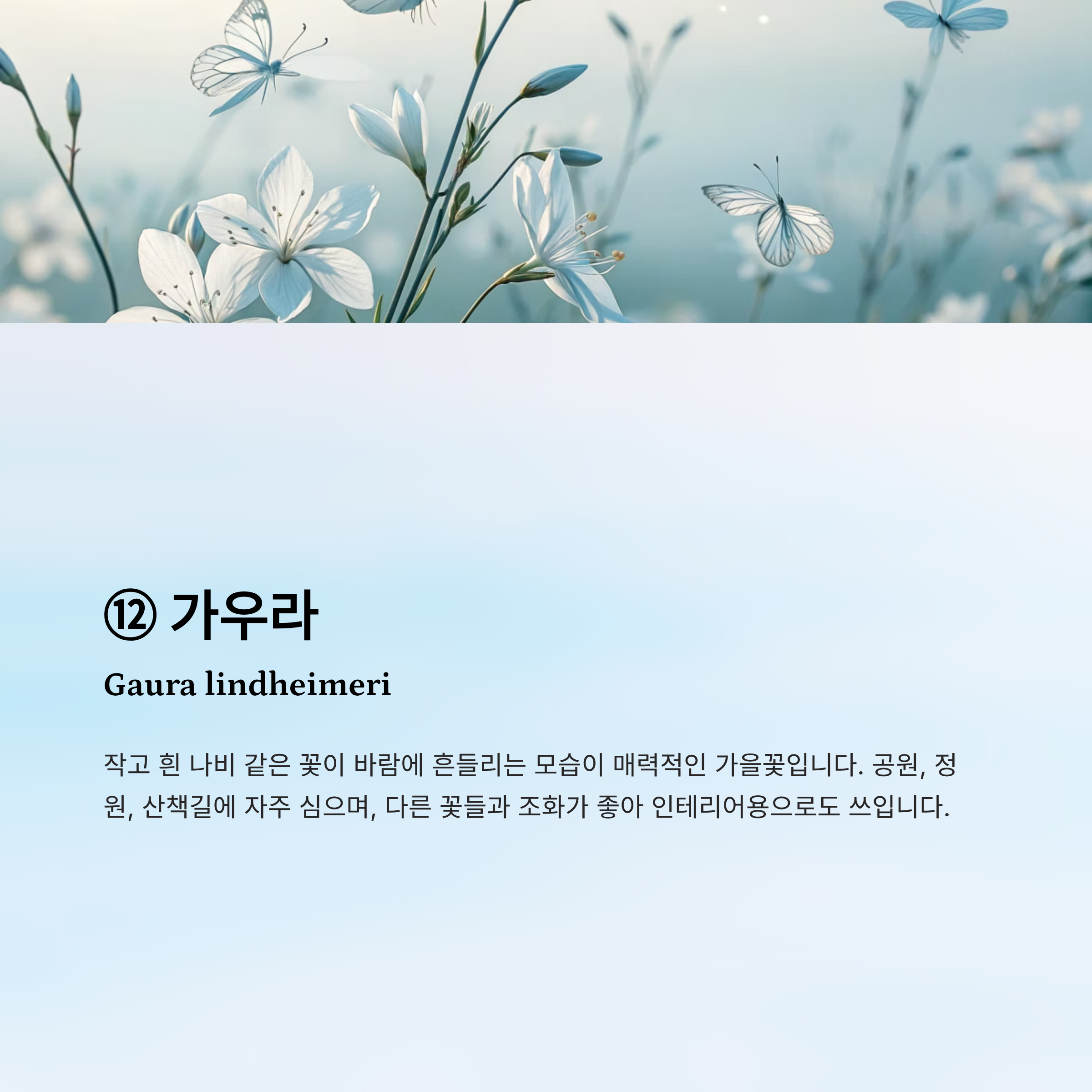 가을꽃 종류 알아보기