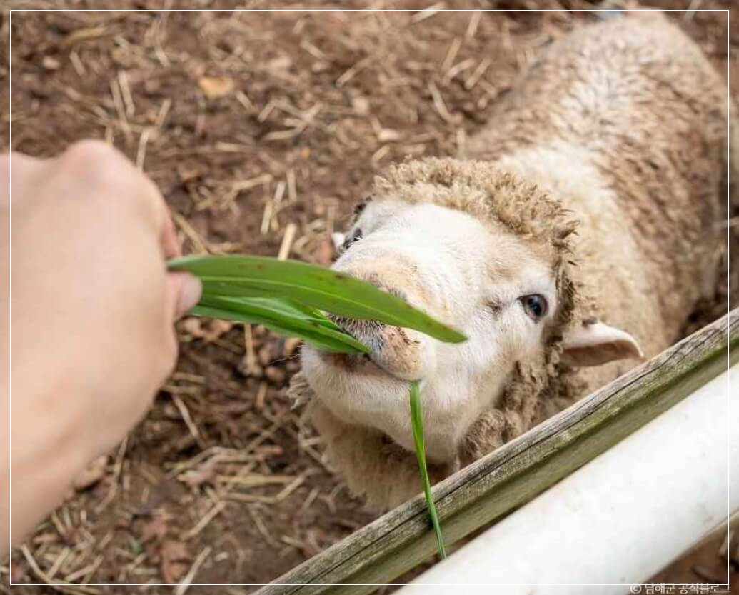 남해 가볼만한곳 베스트10 양마르뜨언덕 양떼목장