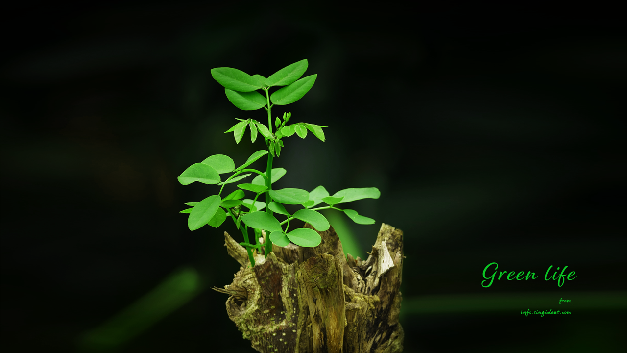 12 고목나무에 핀 새순 C - Green life 검정배경화면