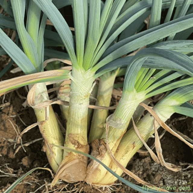 달달하고 아삭한 양대파