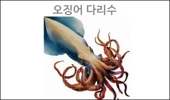 오징어 다리수