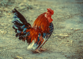 닭띠 2025년 운세