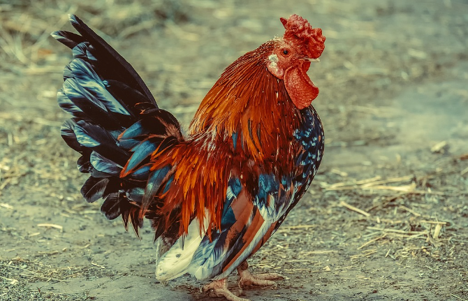 띠별운세 10월 30일