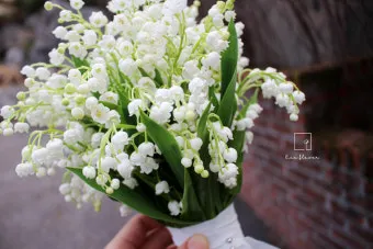 은방울꽃 꽃말 봄 꽃 꽃말 모음_18