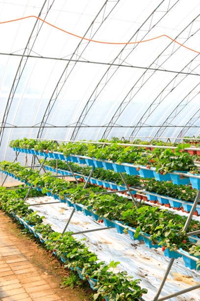 수직 농업과 식물 공장: 효율성과 공간 활용의 만남