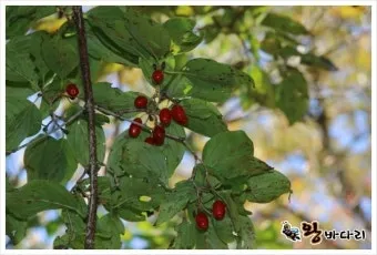 산수유 재배 개화기 관리 결실 유도 열매 건조_12