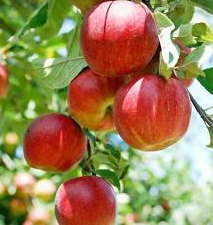 변비에 좋은 음식