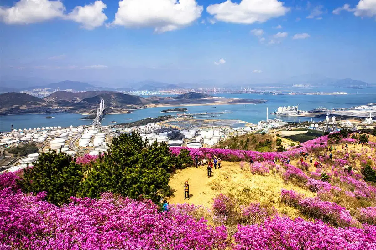 여수 영취산 진달래축제