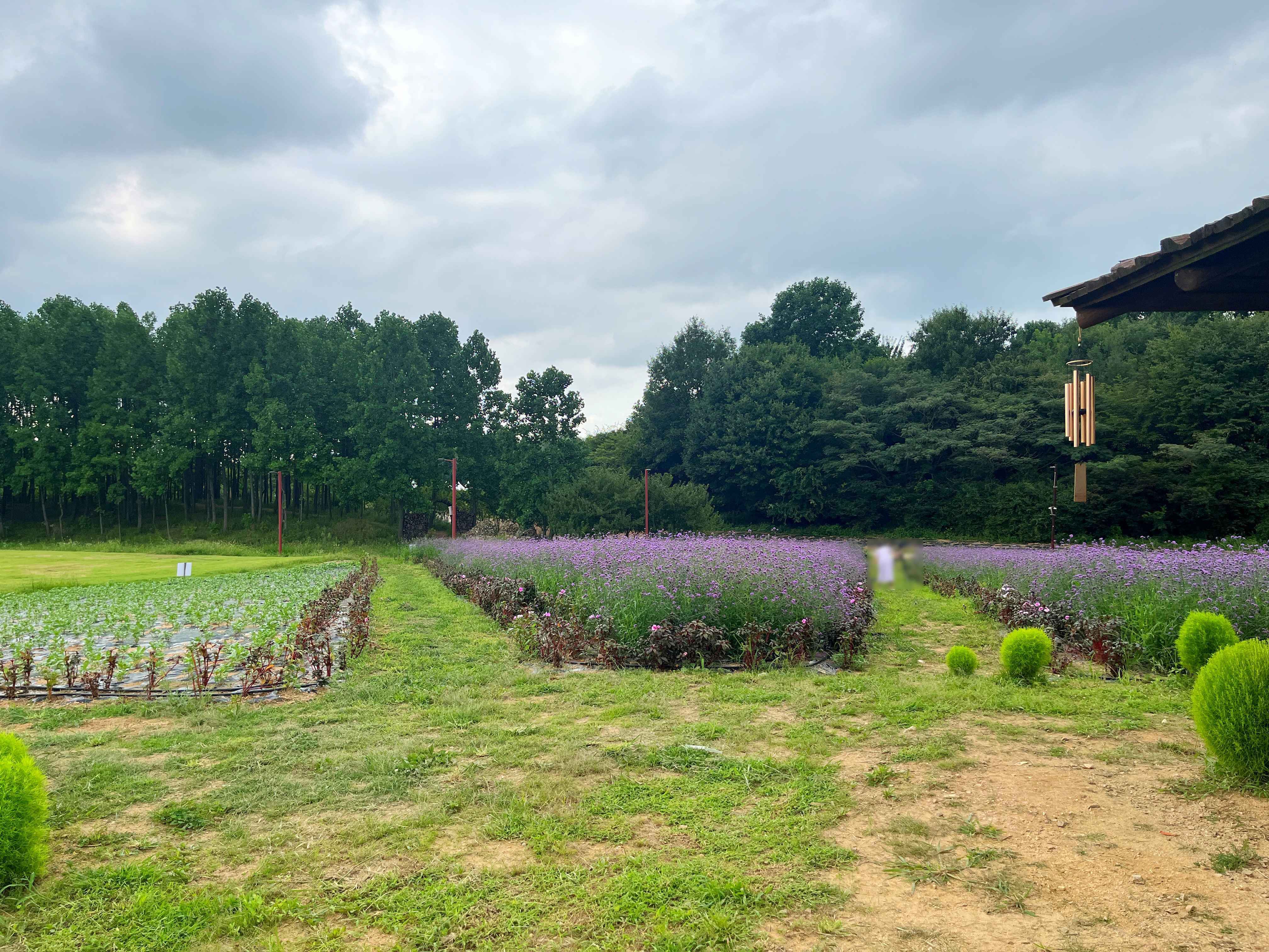 인천 드림파크 야생화단지 버베나