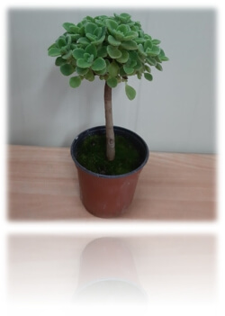 외목대 장미허브