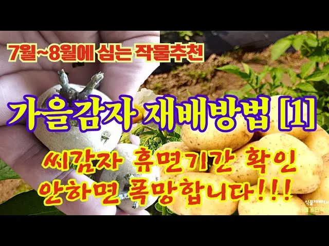 가을감자 심는시기 파종시기와 재배법_7