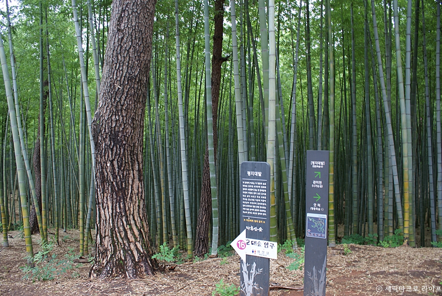 아홉산숲