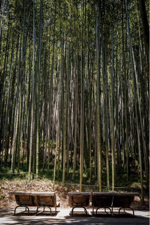 담양 죽녹원 여행 숙박할인권 신청하기