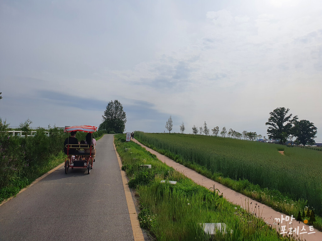 안성 팜랜드 전동차