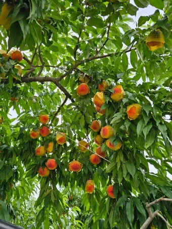 복숭아 나무 한살이 시기_11