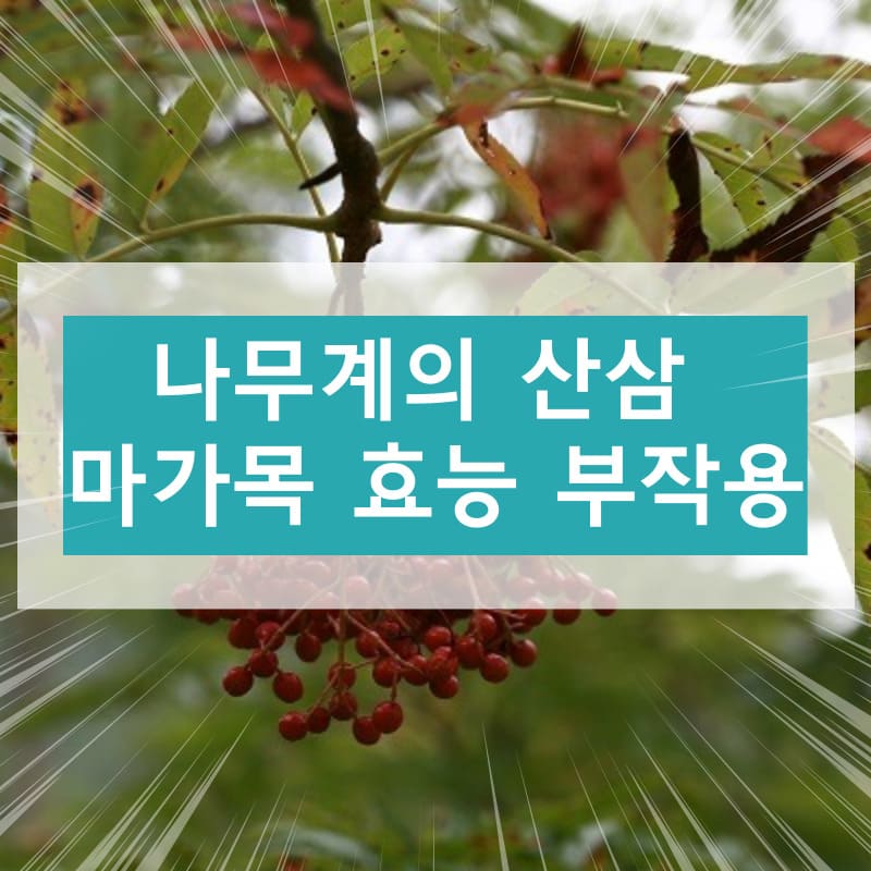 마가목 효능 부작용