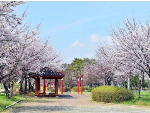안산 벚꽃