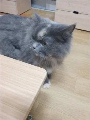 &quot;고양이