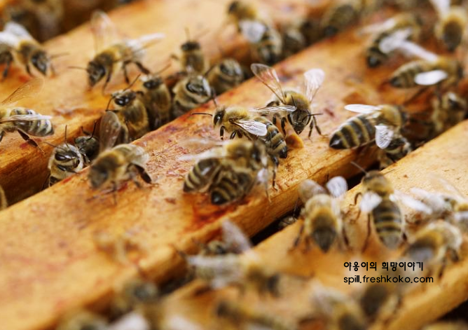 벌화분의 효능