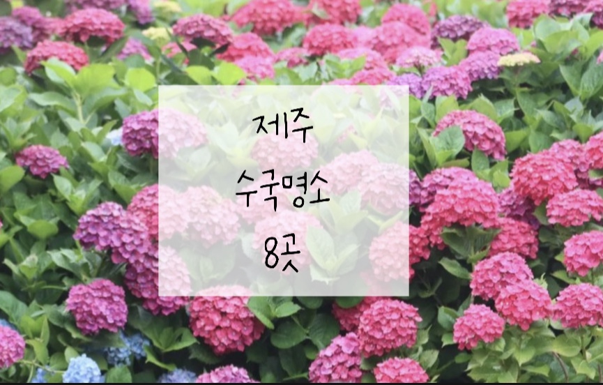수국명소