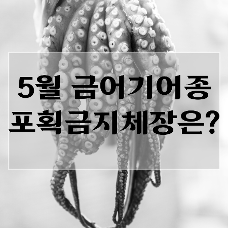 주꾸미-금어기